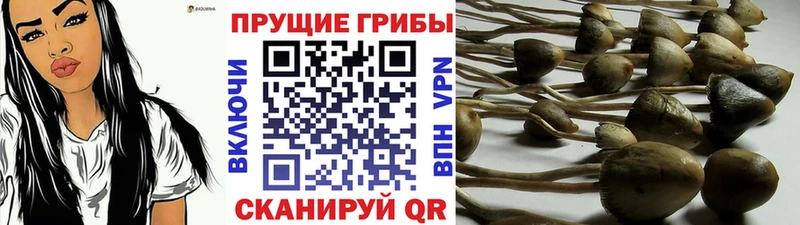 дарнет шоп  Кириши  Псилоцибиновые грибы Psilocybine cubensis 